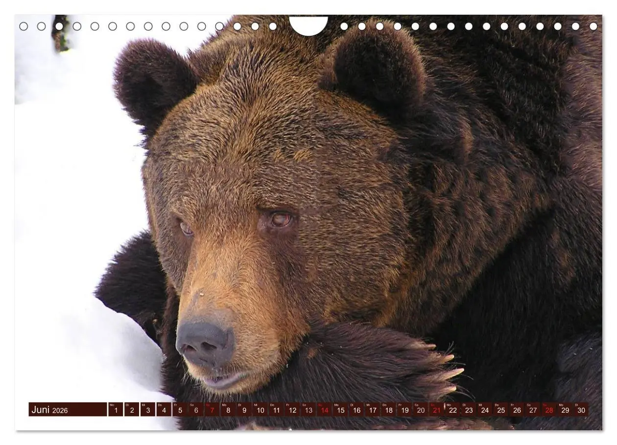 Bild: 9783516111521 | Bären (Wandkalender 2026 DIN A4 quer), CALVENDO Monatskalender | 2026