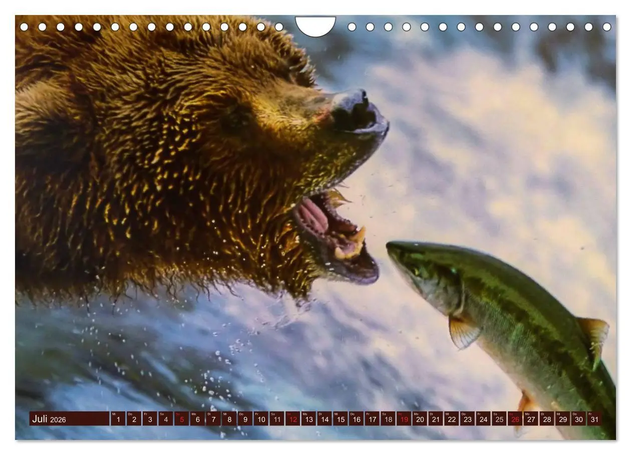 Bild: 9783516111521 | Bären (Wandkalender 2026 DIN A4 quer), CALVENDO Monatskalender | 2026