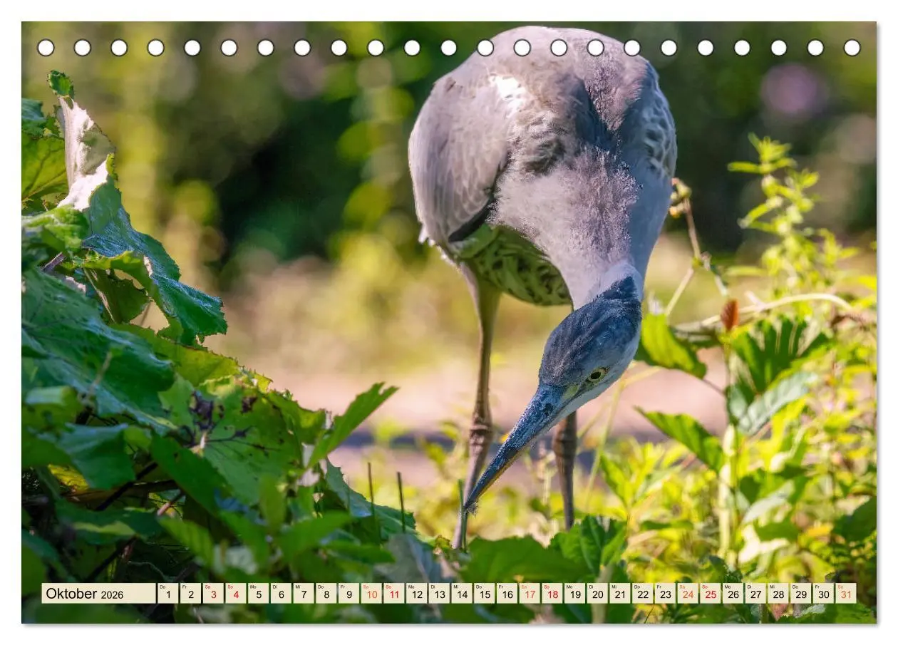 Bild: 9783457491621 | Unsere Vogelvielfalt: Ein Schatz zum Entdecken und Schützen...