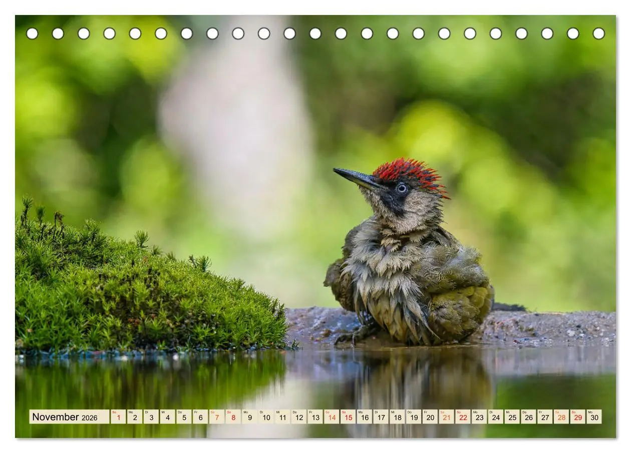 Bild: 9783457491621 | Unsere Vogelvielfalt: Ein Schatz zum Entdecken und Schützen...