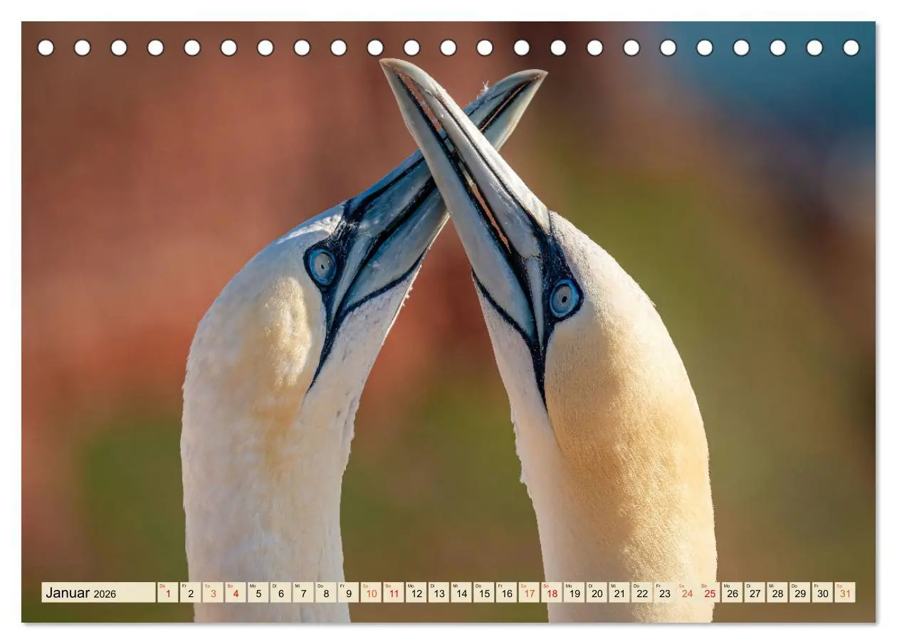 Bild: 9783457491621 | Unsere Vogelvielfalt: Ein Schatz zum Entdecken und Schützen...