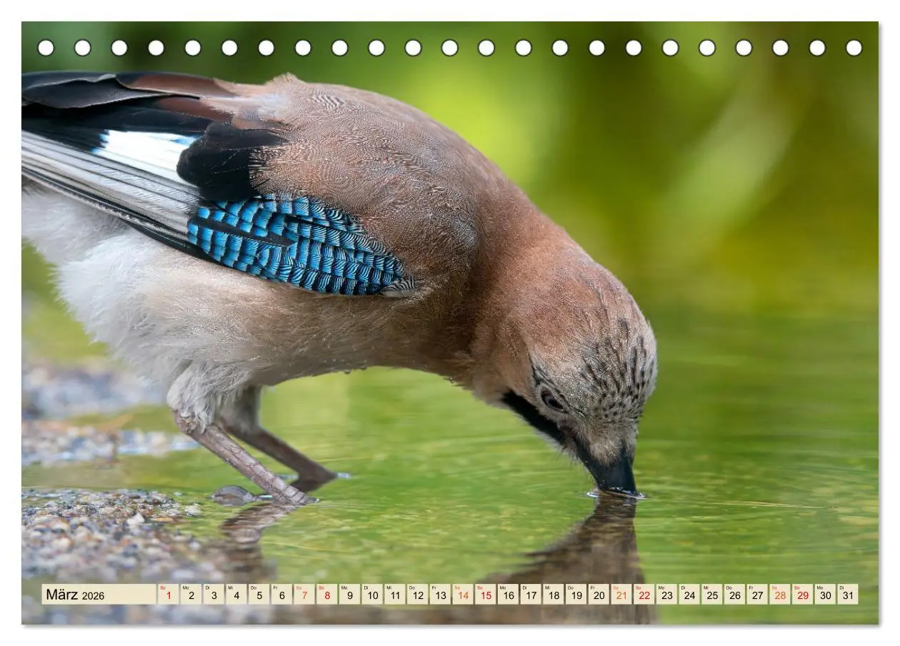 Bild: 9783457491621 | Unsere Vogelvielfalt: Ein Schatz zum Entdecken und Schützen...