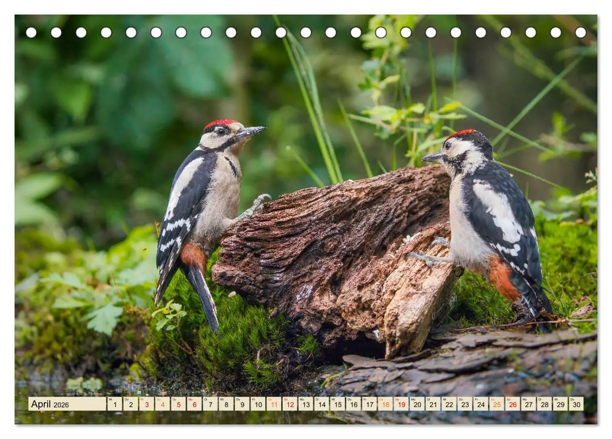 Bild: 9783457491621 | Unsere Vogelvielfalt: Ein Schatz zum Entdecken und Schützen...
