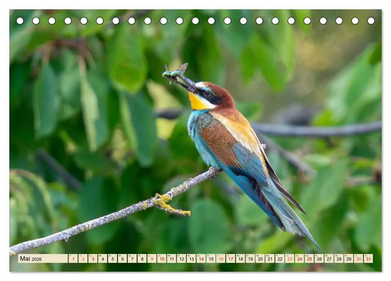 Bild: 9783457491621 | Unsere Vogelvielfalt: Ein Schatz zum Entdecken und Schützen...