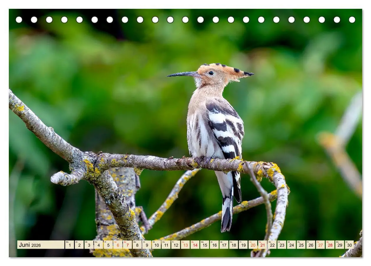 Bild: 9783457491621 | Unsere Vogelvielfalt: Ein Schatz zum Entdecken und Schützen...