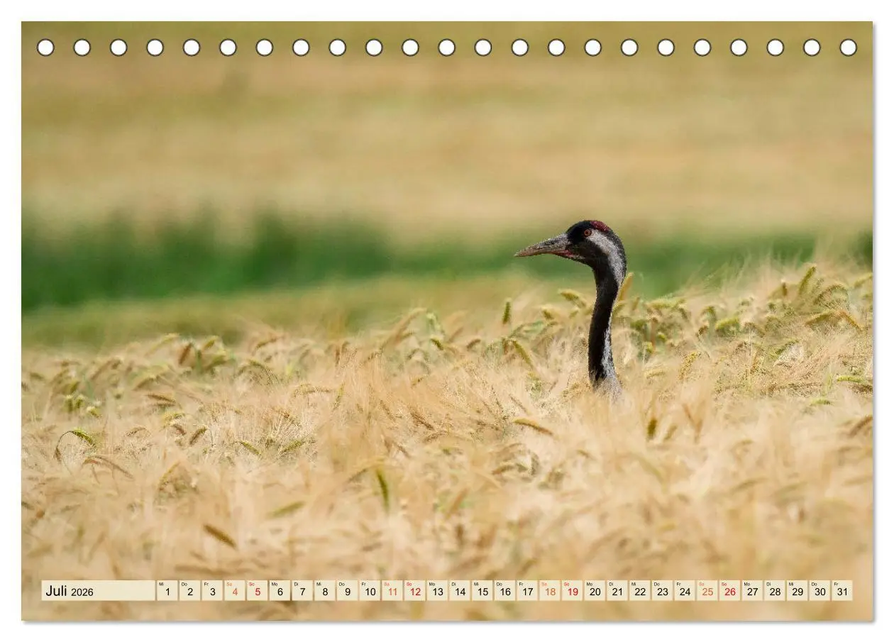 Bild: 9783457491621 | Unsere Vogelvielfalt: Ein Schatz zum Entdecken und Schützen...