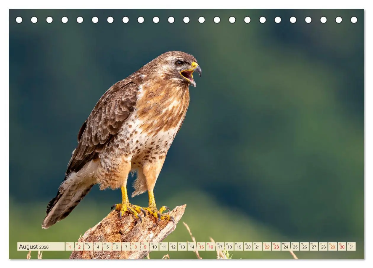 Bild: 9783457491621 | Unsere Vogelvielfalt: Ein Schatz zum Entdecken und Schützen...