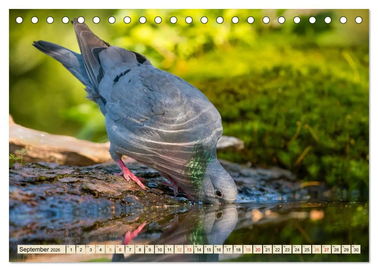 Bild: 9783457491621 | Unsere Vogelvielfalt: Ein Schatz zum Entdecken und Schützen...