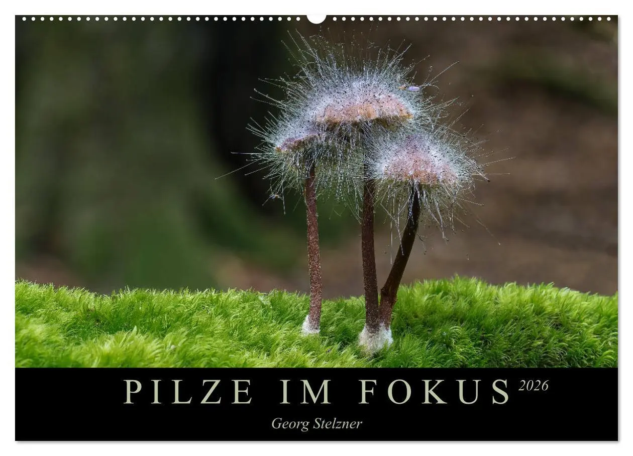 Cover: 9783457871621 | PILZE IM FOKUS 2026 (Wandkalender 2026 DIN A2 quer), CALVENDO...