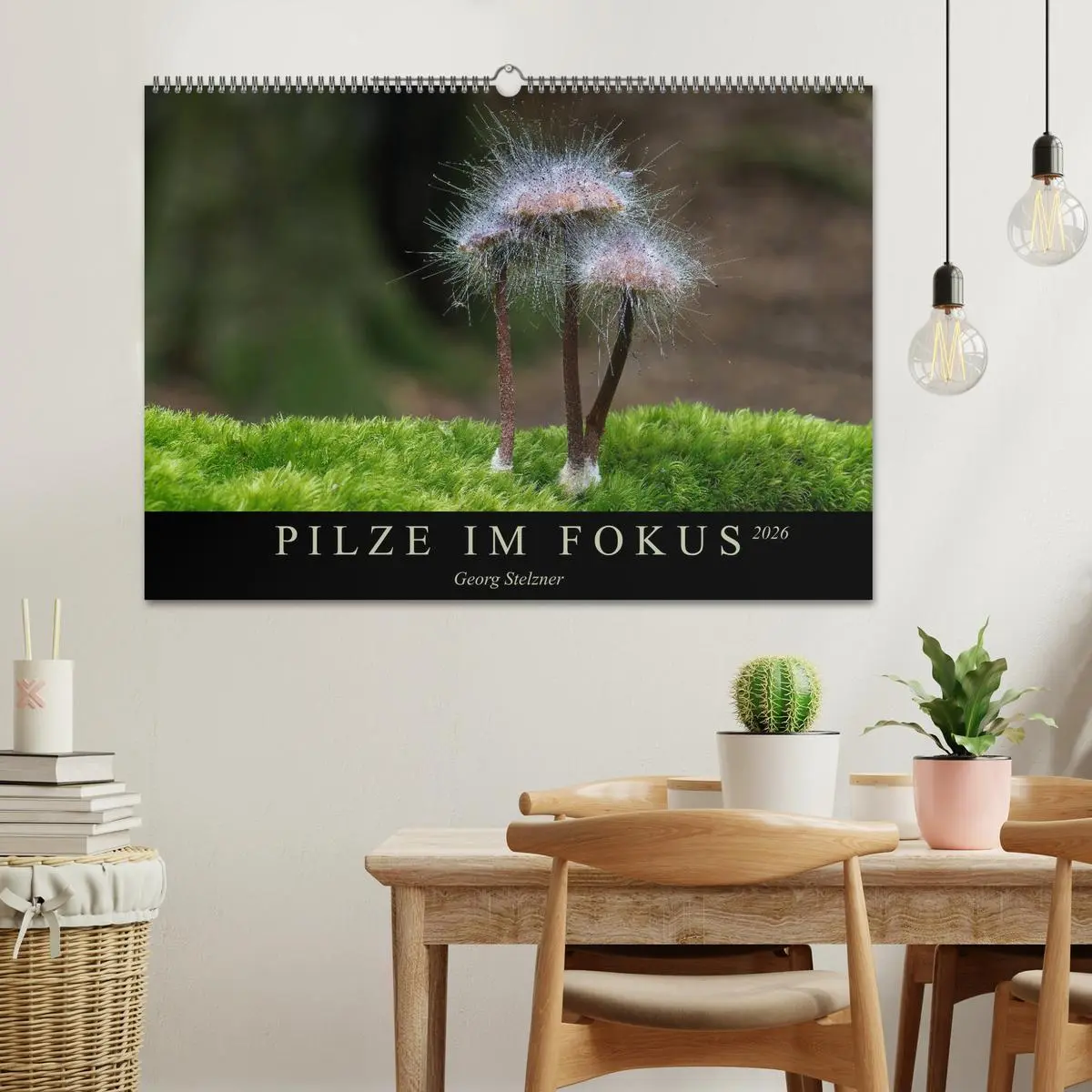 Bild: 9783457871621 | PILZE IM FOKUS 2026 (Wandkalender 2026 DIN A2 quer), CALVENDO...