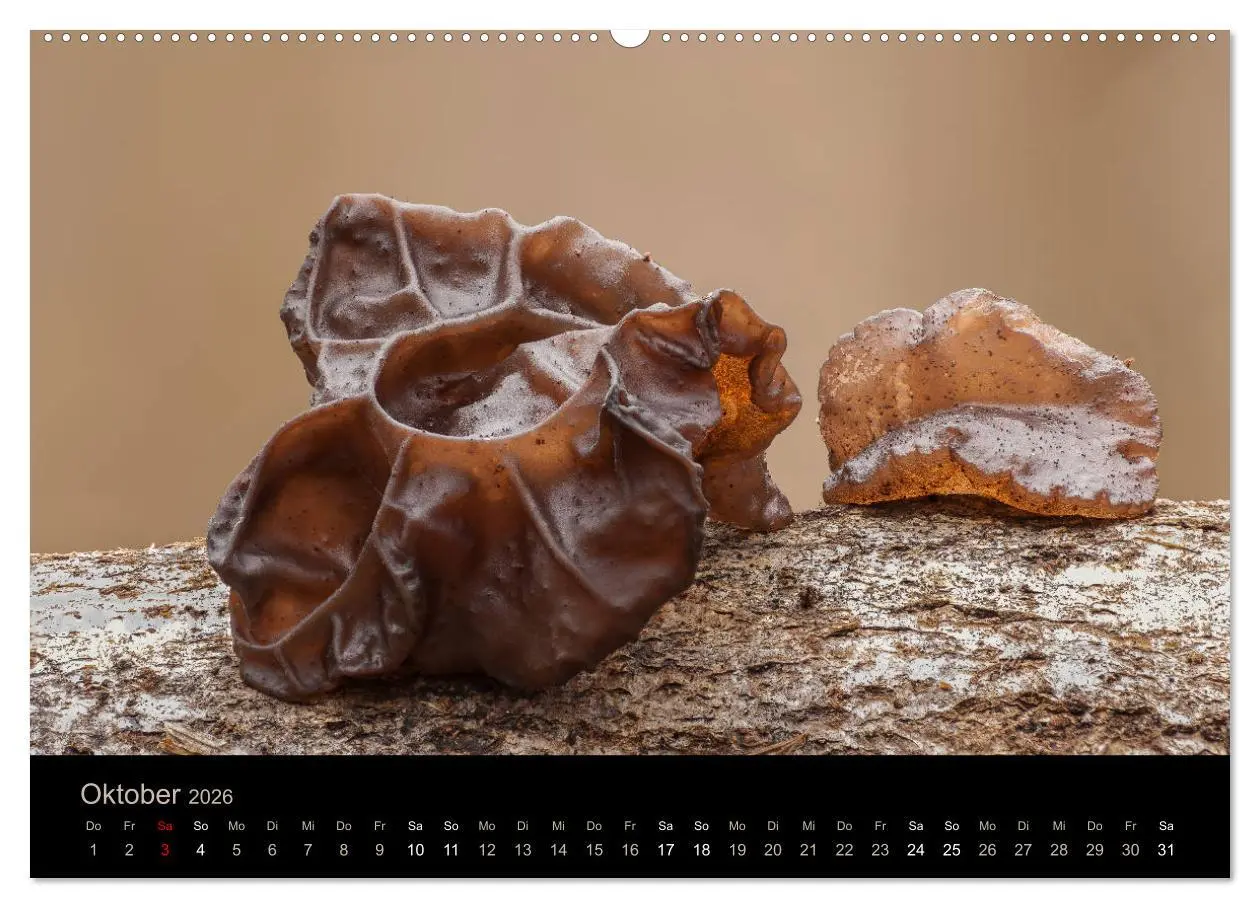 Bild: 9783457871621 | PILZE IM FOKUS 2026 (Wandkalender 2026 DIN A2 quer), CALVENDO...