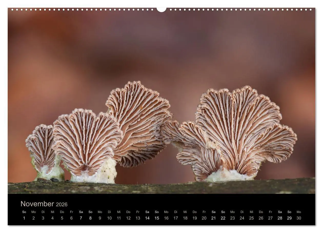 Bild: 9783457871621 | PILZE IM FOKUS 2026 (Wandkalender 2026 DIN A2 quer), CALVENDO...
