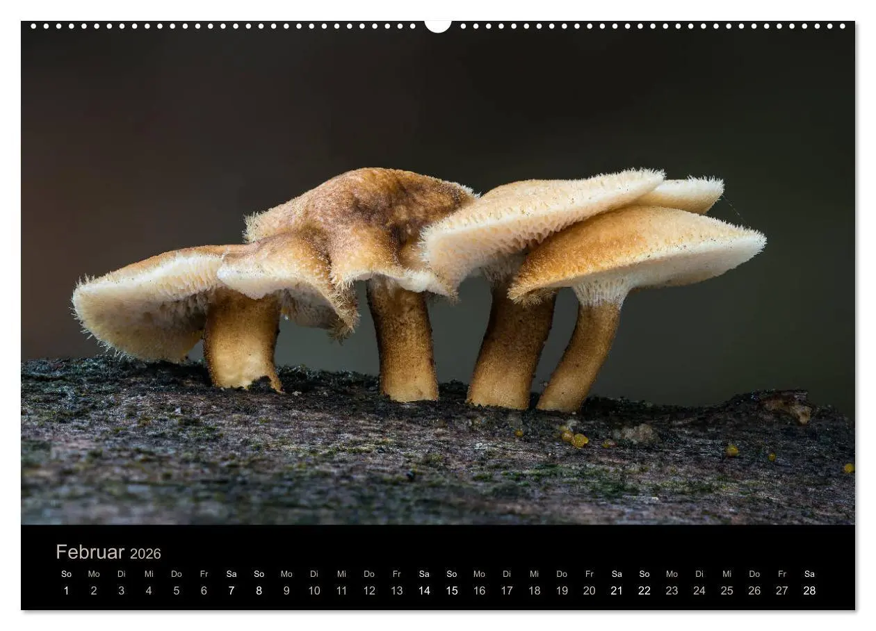 Bild: 9783457871621 | PILZE IM FOKUS 2026 (Wandkalender 2026 DIN A2 quer), CALVENDO...