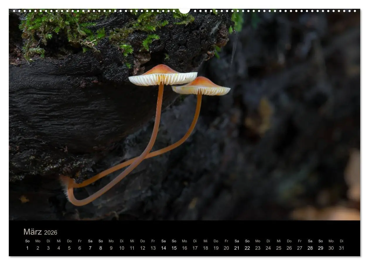 Bild: 9783457871621 | PILZE IM FOKUS 2026 (Wandkalender 2026 DIN A2 quer), CALVENDO...