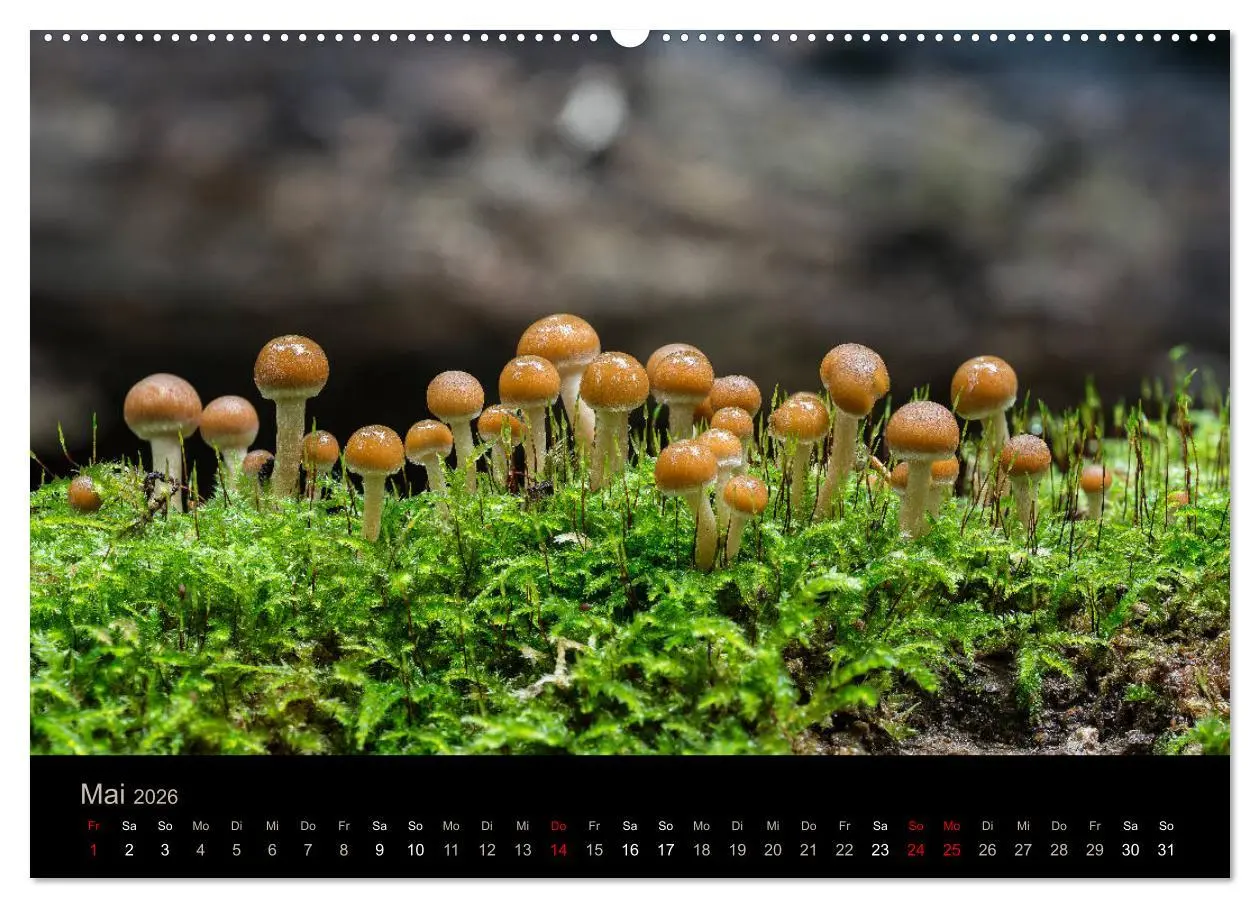 Bild: 9783457871621 | PILZE IM FOKUS 2026 (Wandkalender 2026 DIN A2 quer), CALVENDO...