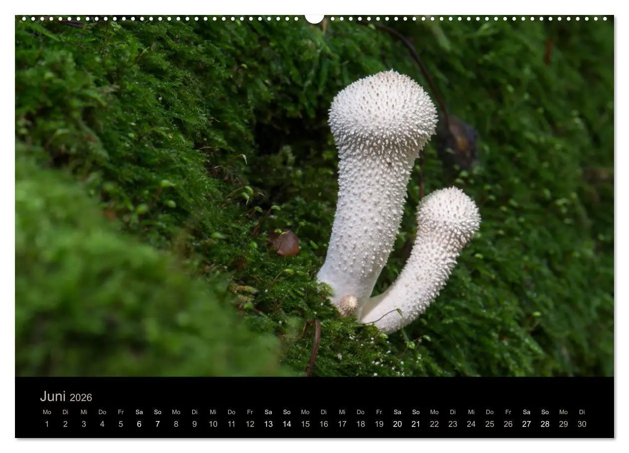 Bild: 9783457871621 | PILZE IM FOKUS 2026 (Wandkalender 2026 DIN A2 quer), CALVENDO...