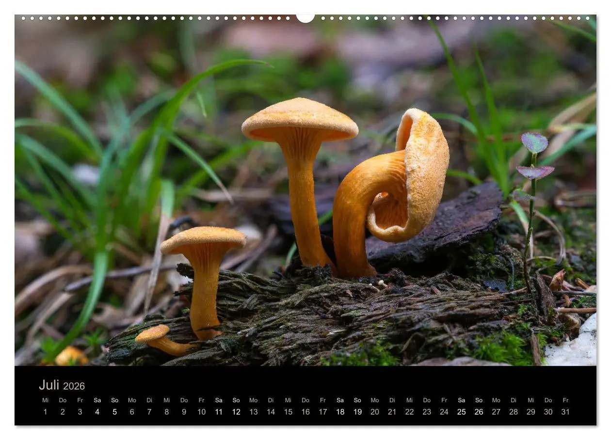 Bild: 9783457871621 | PILZE IM FOKUS 2026 (Wandkalender 2026 DIN A2 quer), CALVENDO...