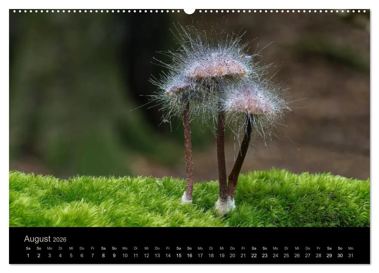 Bild: 9783457871621 | PILZE IM FOKUS 2026 (Wandkalender 2026 DIN A2 quer), CALVENDO...