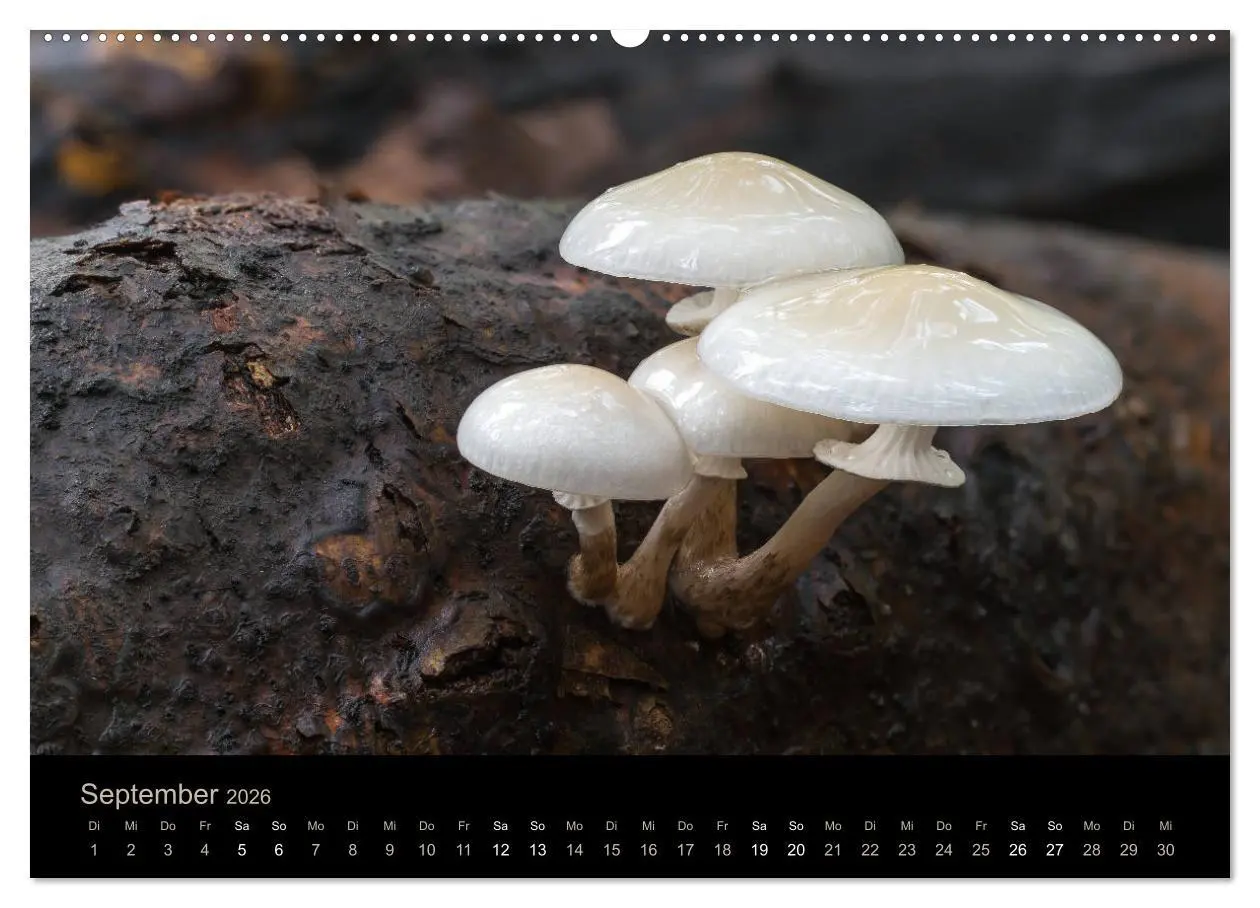 Bild: 9783457871621 | PILZE IM FOKUS 2026 (Wandkalender 2026 DIN A2 quer), CALVENDO...