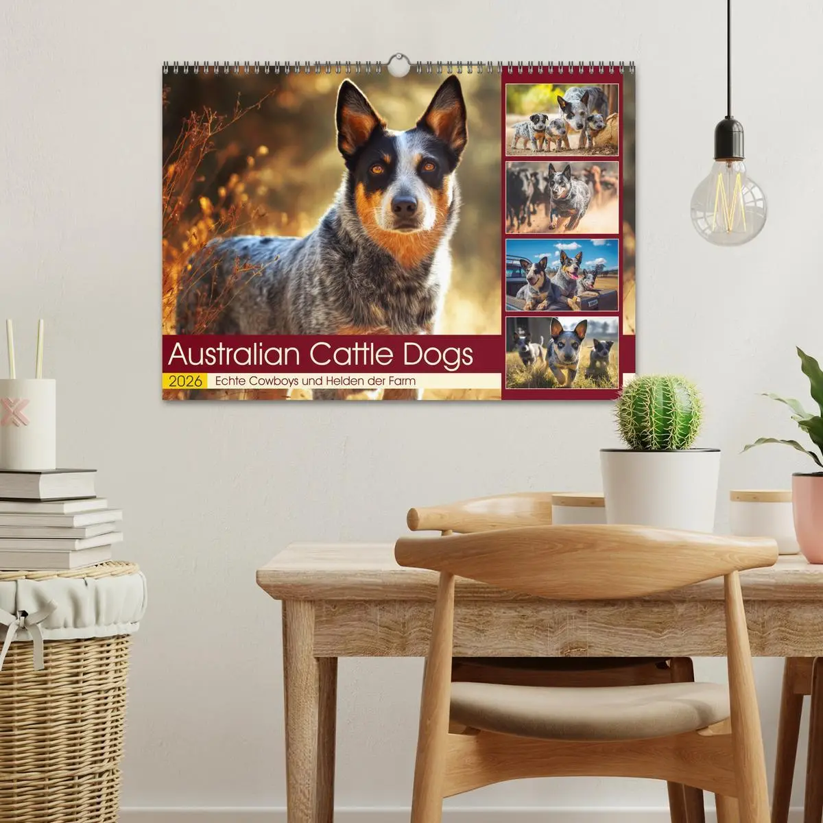 Bild: 9783457941621 | Australian Cattle Dogs. Echte Cowboys und Helden der Farm...