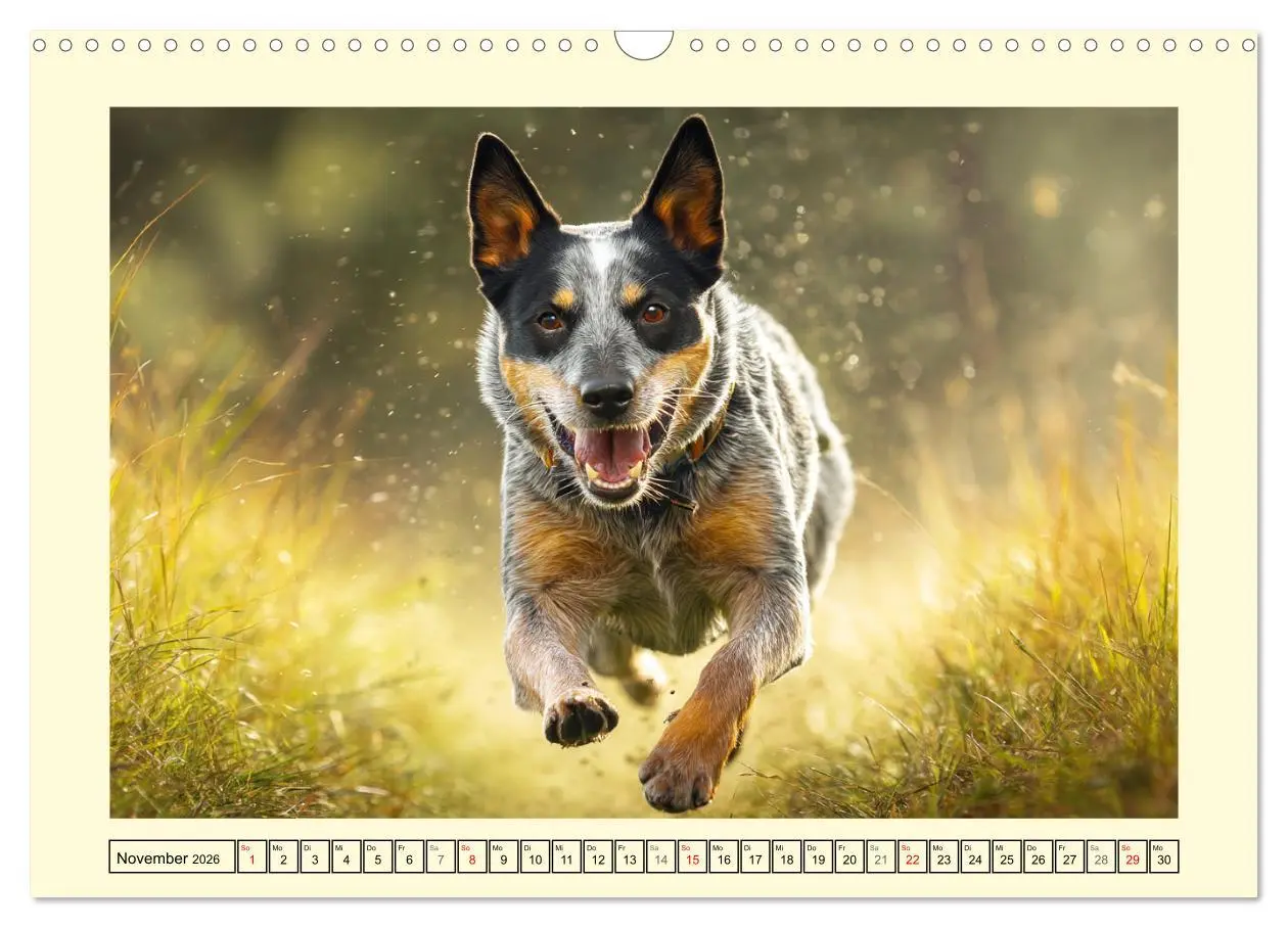 Bild: 9783457941621 | Australian Cattle Dogs. Echte Cowboys und Helden der Farm...