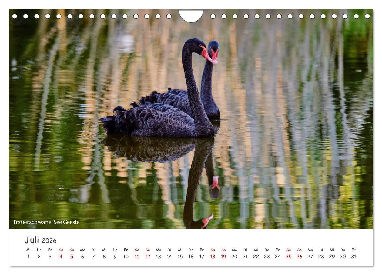 Bild: 9783457311721 | Emsland Impressionen (Wandkalender 2026 DIN A4 quer), CALVENDO...