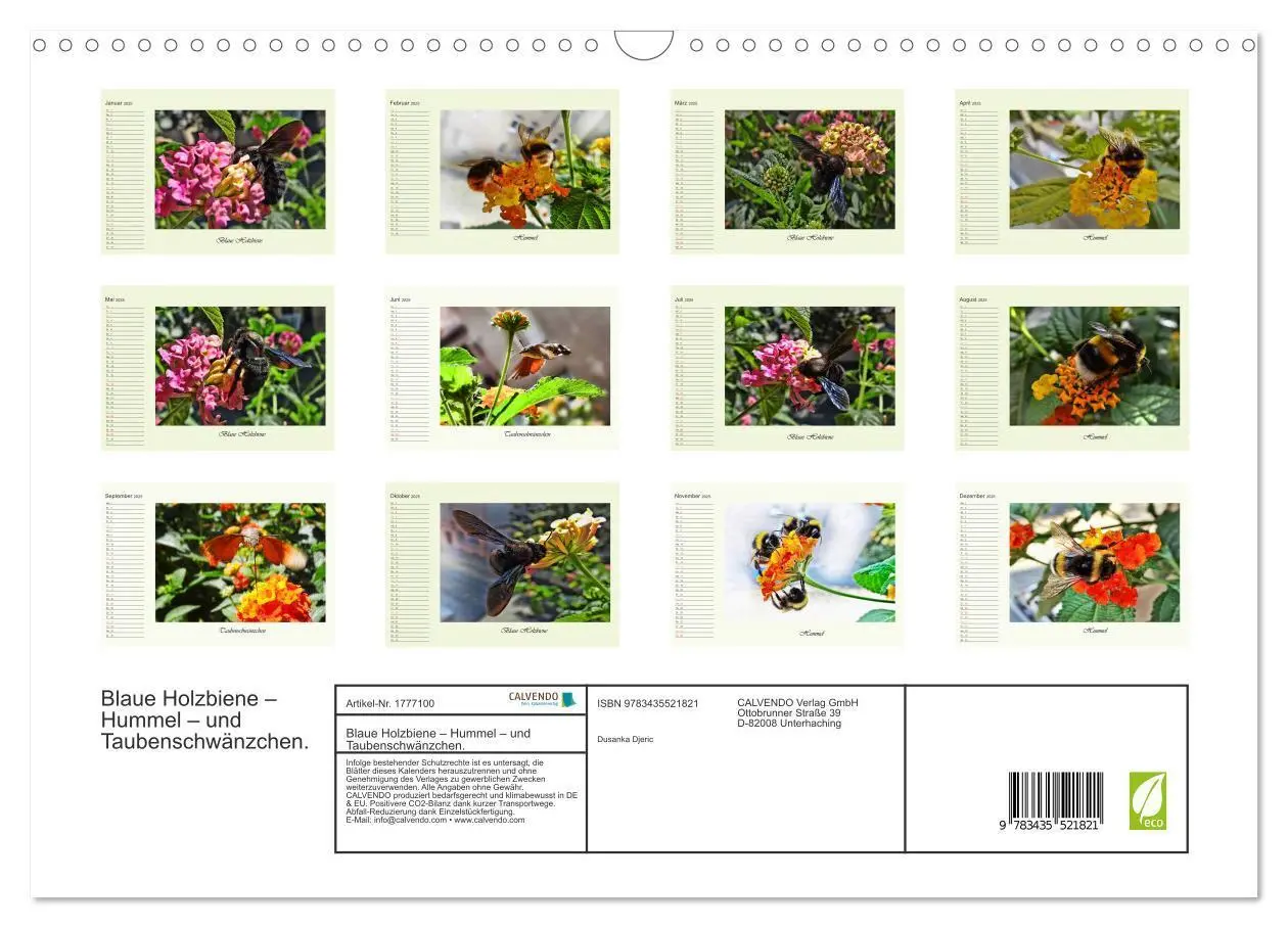 Bild: 9783435521821 | Blaue Holzbiene - Hummel - und Taubenschwänzchen. (Wandkalender...