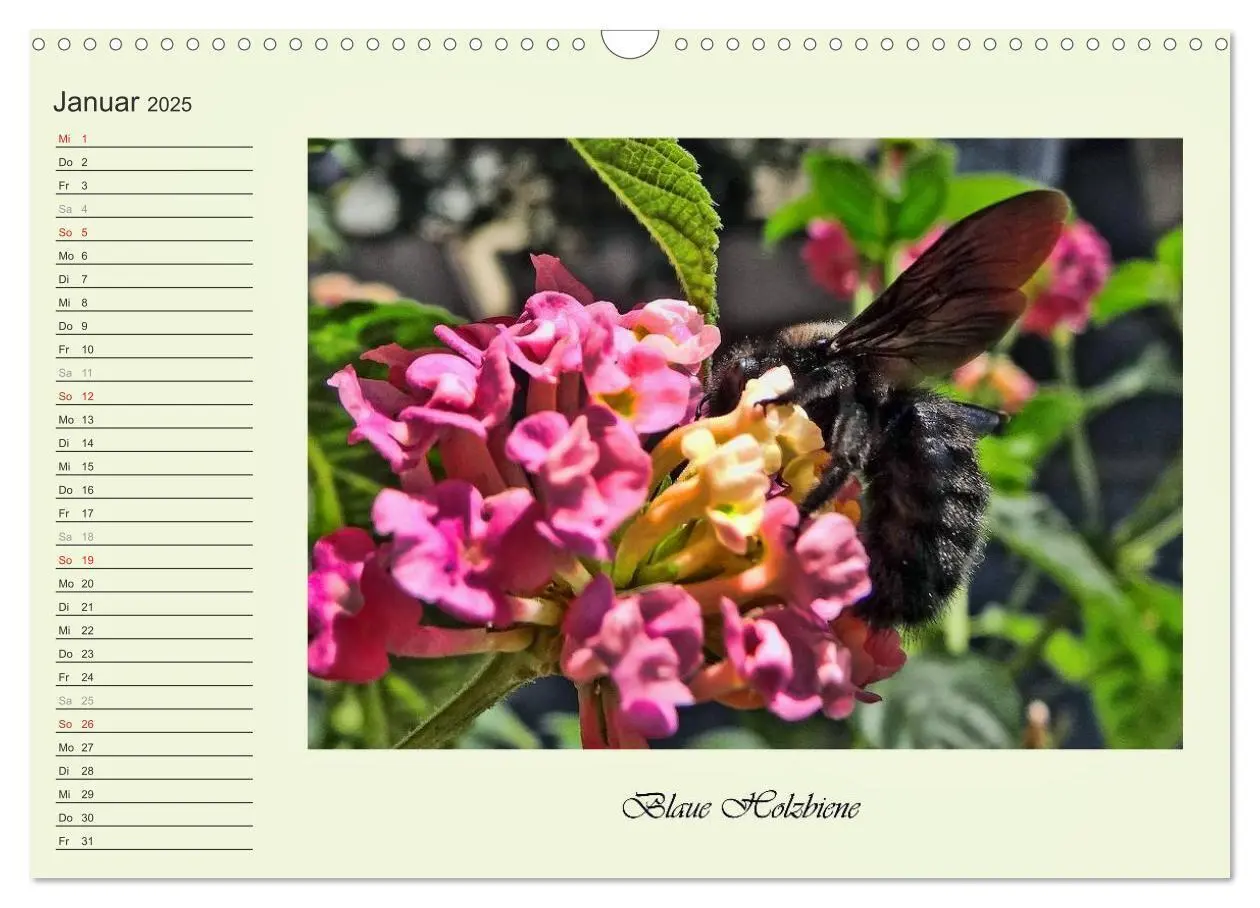 Bild: 9783435521821 | Blaue Holzbiene - Hummel - und Taubenschwänzchen. (Wandkalender...