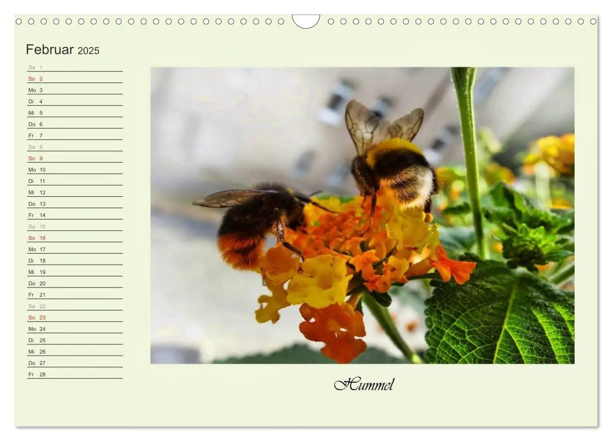 Bild: 9783435521821 | Blaue Holzbiene - Hummel - und Taubenschwänzchen. (Wandkalender...