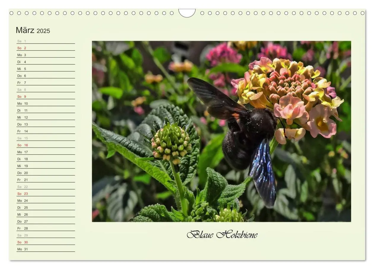 Bild: 9783435521821 | Blaue Holzbiene - Hummel - und Taubenschwänzchen. (Wandkalender...