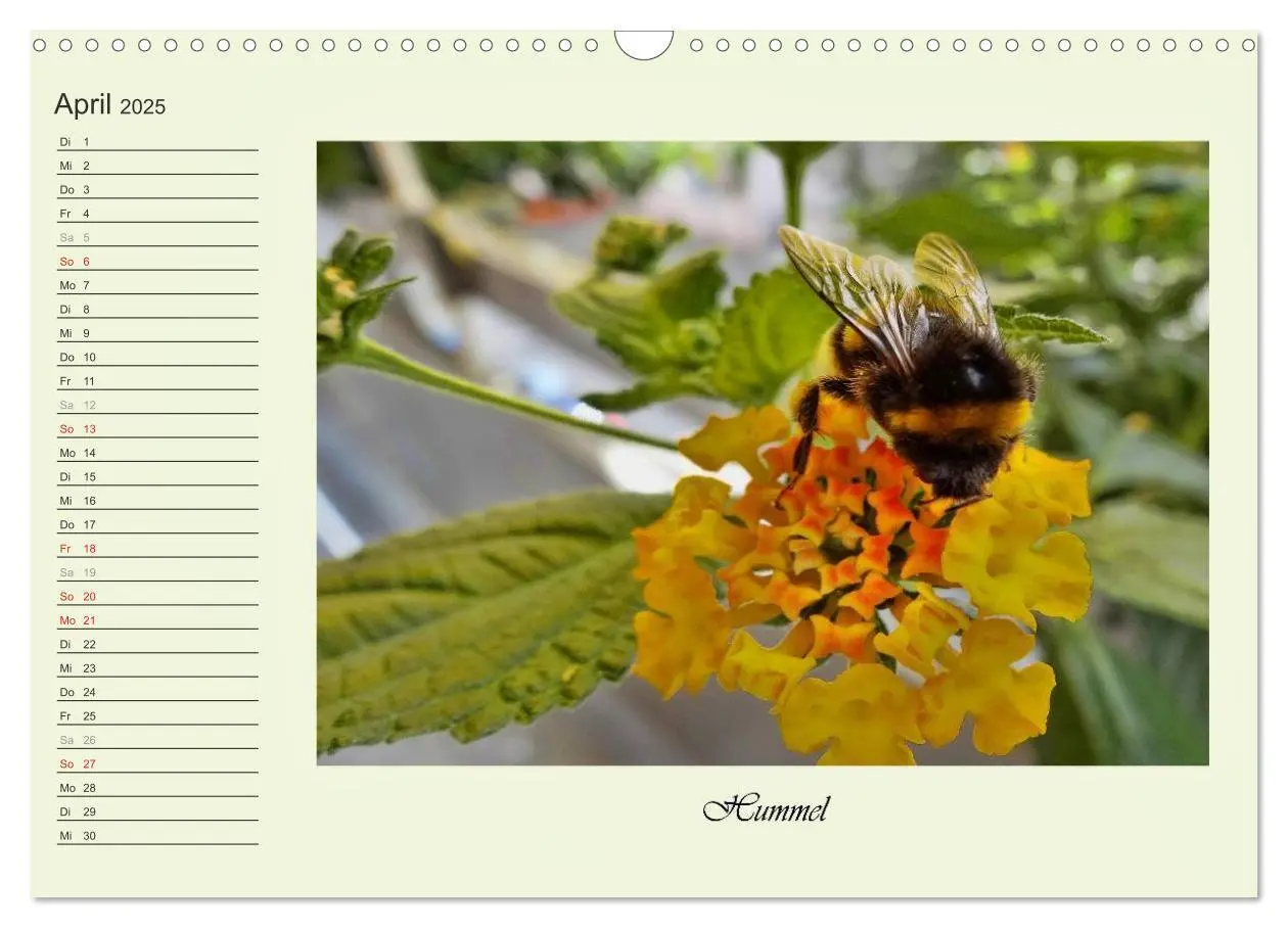Bild: 9783435521821 | Blaue Holzbiene - Hummel - und Taubenschwänzchen. (Wandkalender...