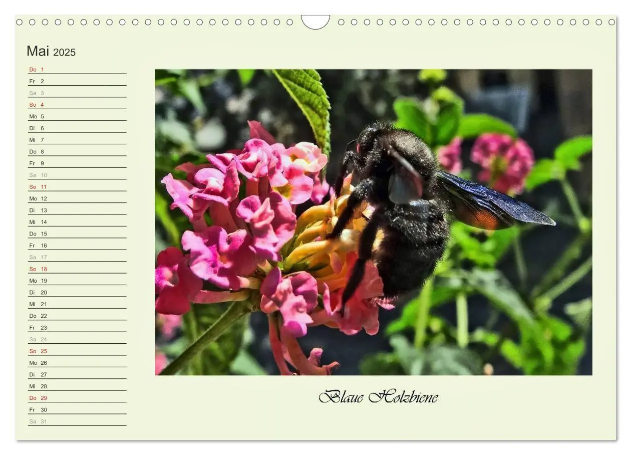 Bild: 9783435521821 | Blaue Holzbiene - Hummel - und Taubenschwänzchen. (Wandkalender...