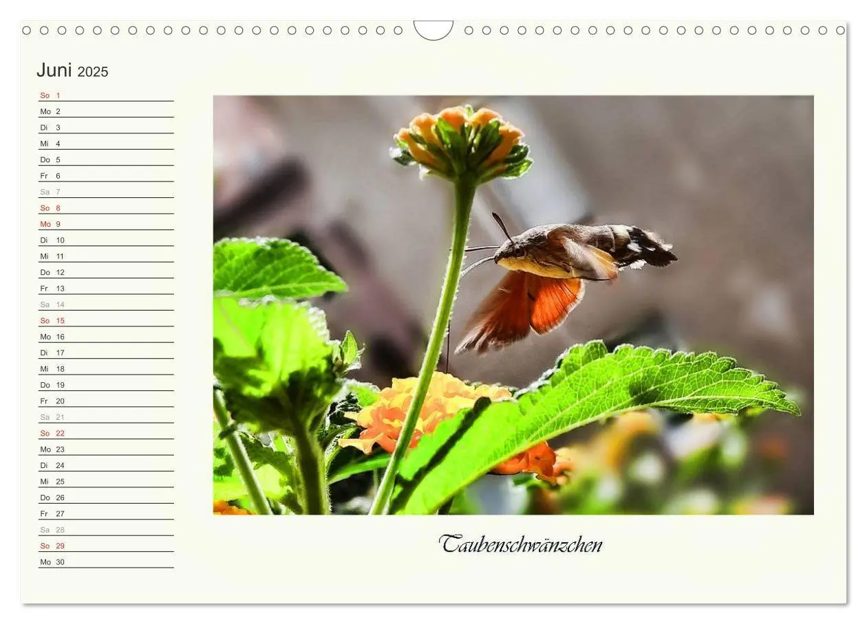 Bild: 9783435521821 | Blaue Holzbiene - Hummel - und Taubenschwänzchen. (Wandkalender...