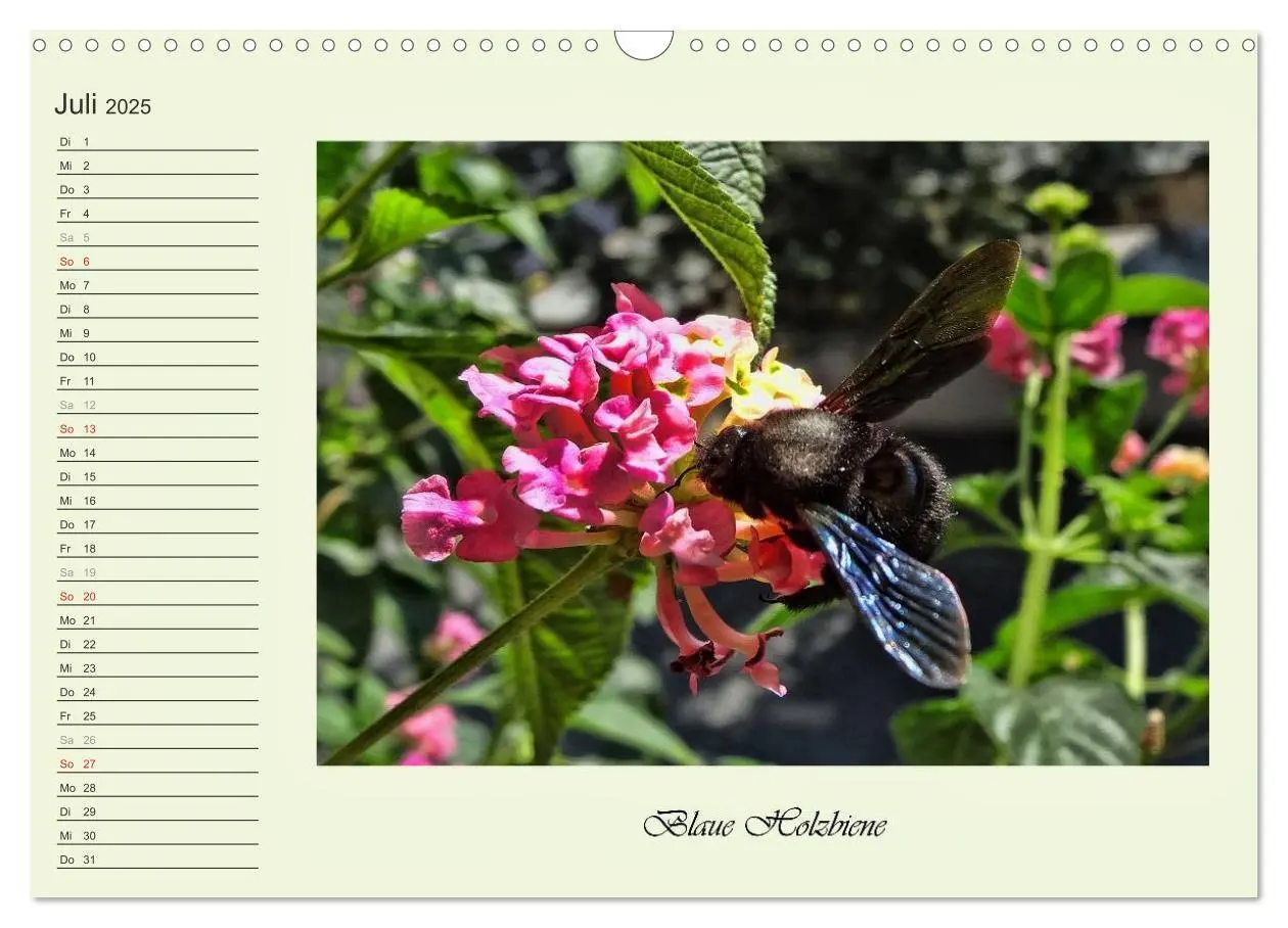 Bild: 9783435521821 | Blaue Holzbiene - Hummel - und Taubenschwänzchen. (Wandkalender...