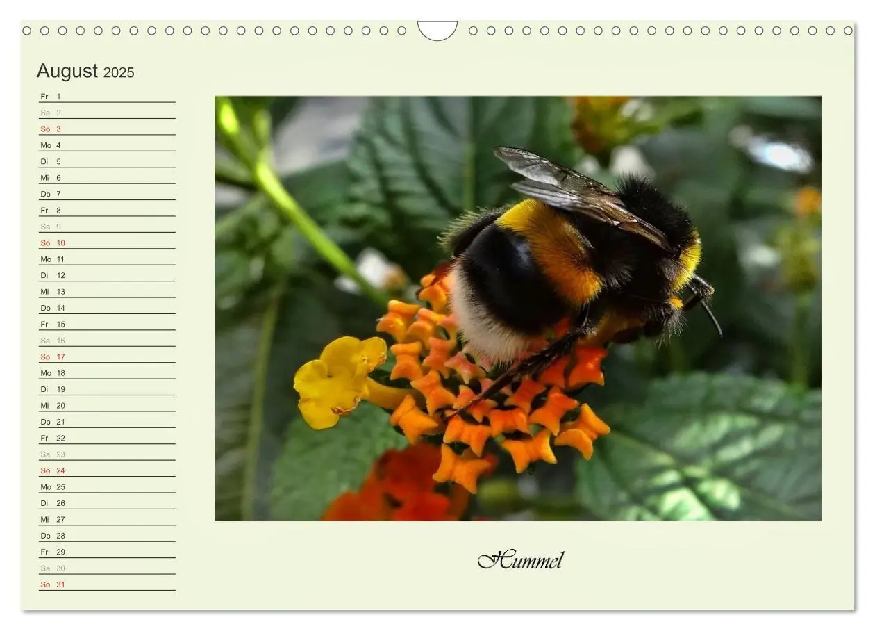 Bild: 9783435521821 | Blaue Holzbiene - Hummel - und Taubenschwänzchen. (Wandkalender...