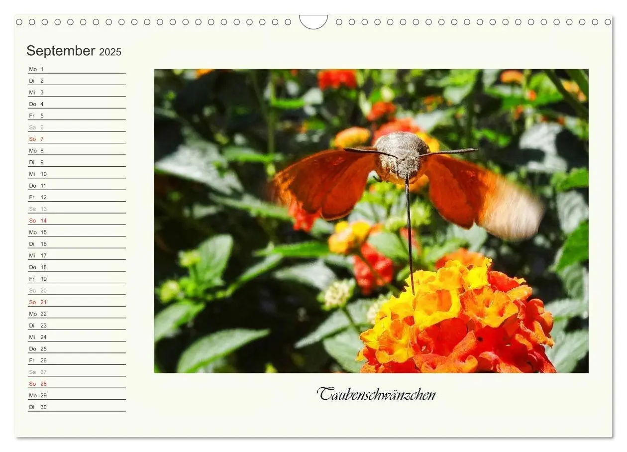 Bild: 9783435521821 | Blaue Holzbiene - Hummel - und Taubenschwänzchen. (Wandkalender...