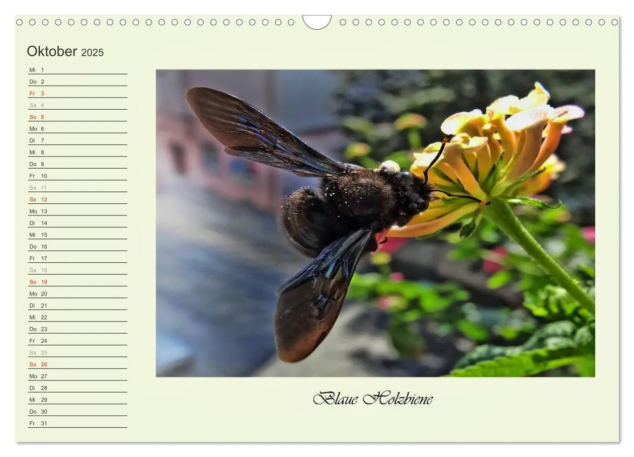 Bild: 9783435521821 | Blaue Holzbiene - Hummel - und Taubenschwänzchen. (Wandkalender...