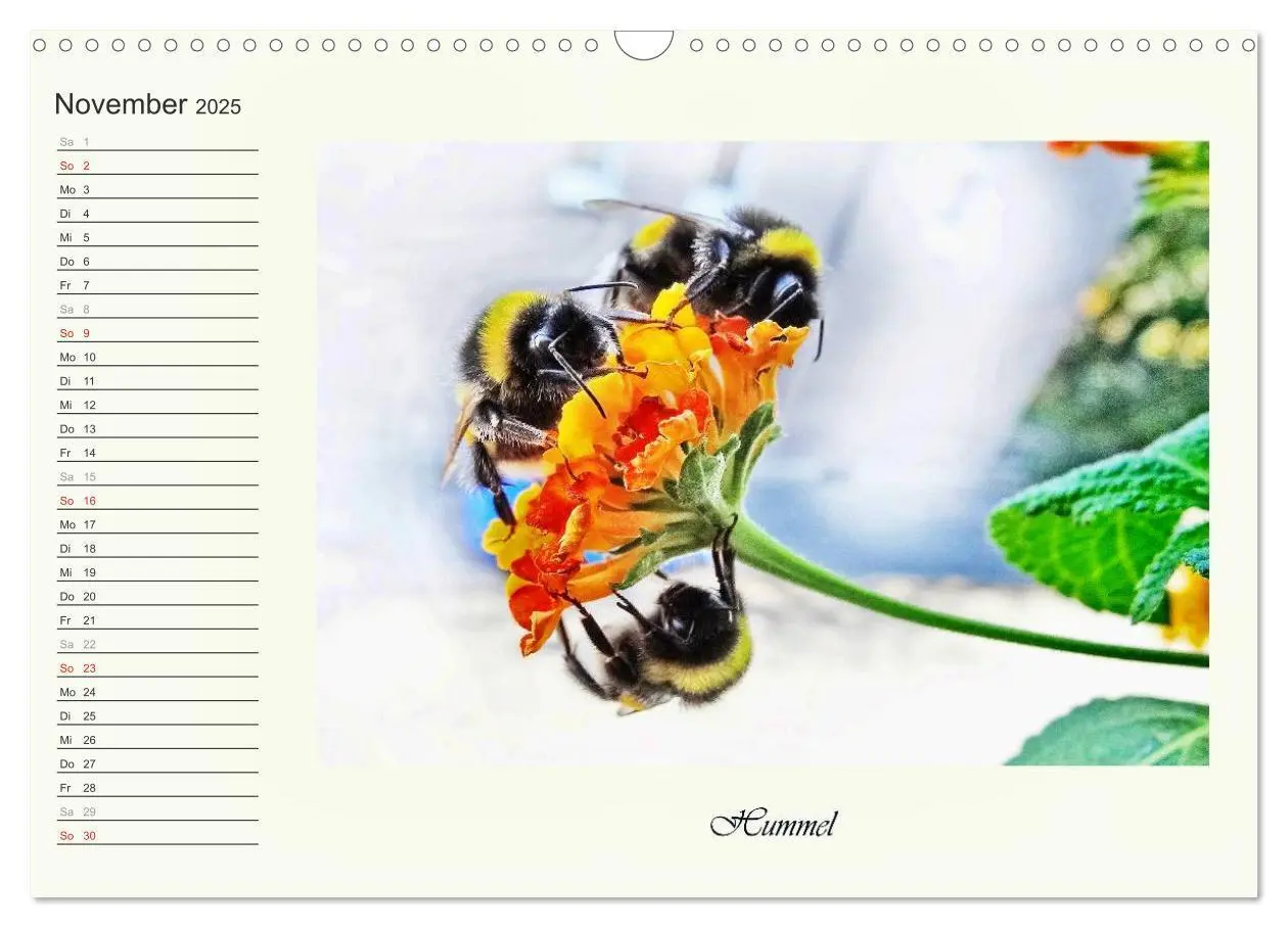 Bild: 9783435521821 | Blaue Holzbiene - Hummel - und Taubenschwänzchen. (Wandkalender...