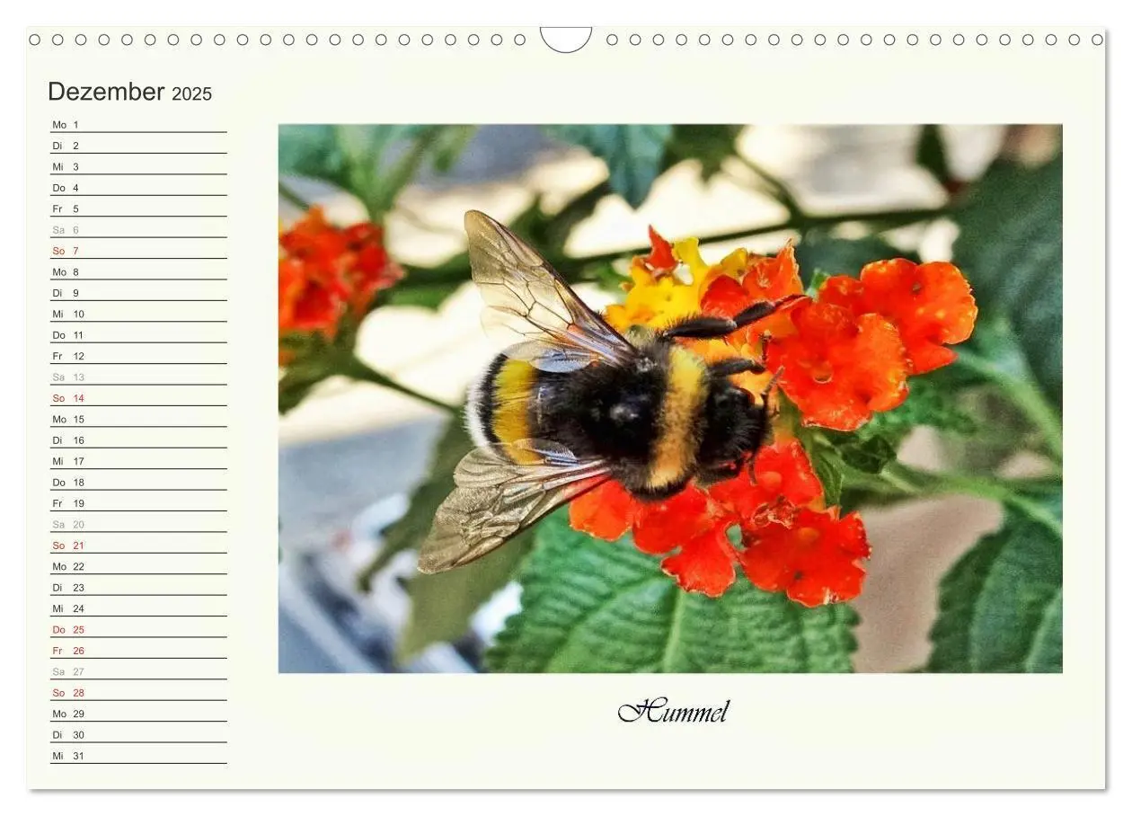 Bild: 9783435521821 | Blaue Holzbiene - Hummel - und Taubenschwänzchen. (Wandkalender...