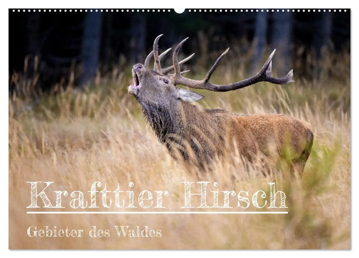 Cover: 9783457611821 | Krafttier Hirsch (Wandkalender 2026 DIN A2 quer), CALVENDO...