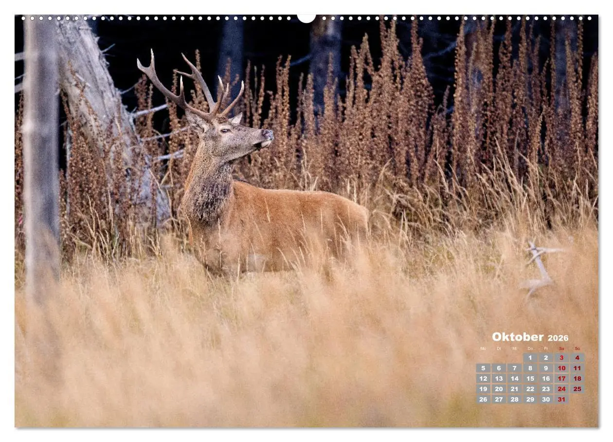 Bild: 9783457611821 | Krafttier Hirsch (Wandkalender 2026 DIN A2 quer), CALVENDO...