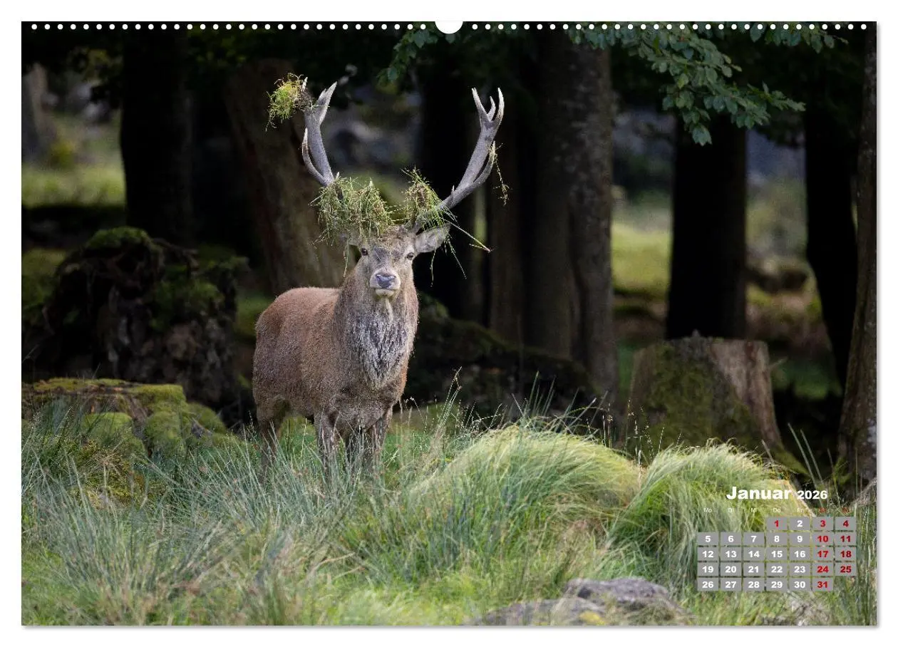 Bild: 9783457611821 | Krafttier Hirsch (Wandkalender 2026 DIN A2 quer), CALVENDO...