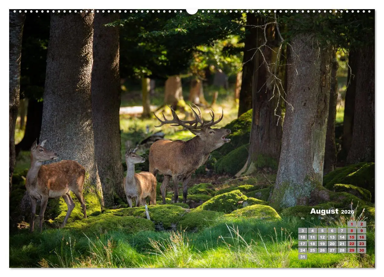 Bild: 9783457611821 | Krafttier Hirsch (Wandkalender 2026 DIN A2 quer), CALVENDO...