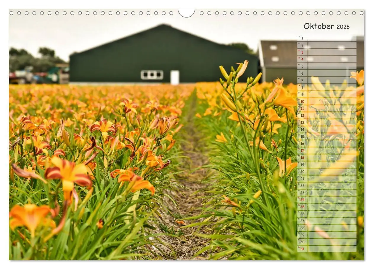 Bild: 9783457851821 | Ein Sommer auf Texel (Wandkalender 2026 DIN A3 quer), CALVENDO...