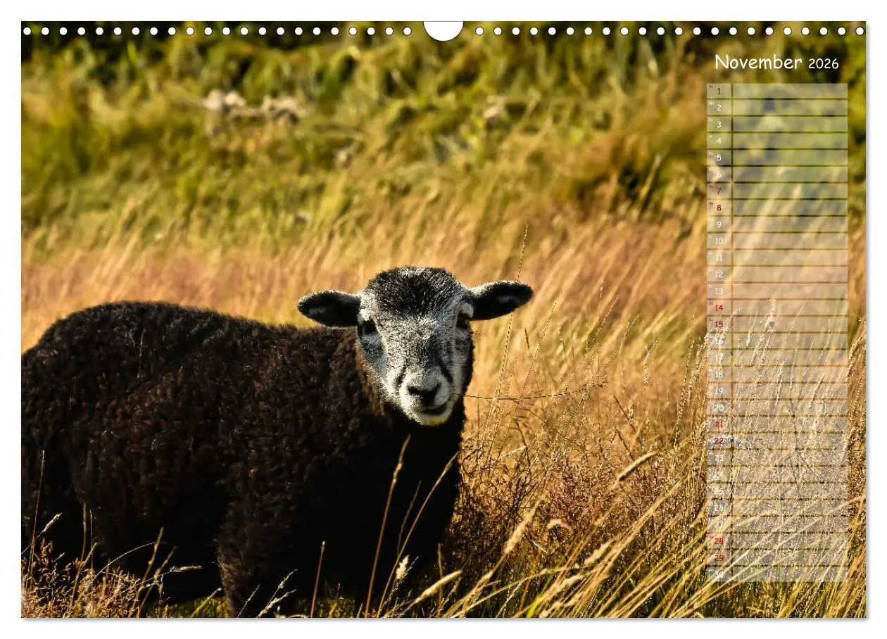 Bild: 9783457851821 | Ein Sommer auf Texel (Wandkalender 2026 DIN A3 quer), CALVENDO...