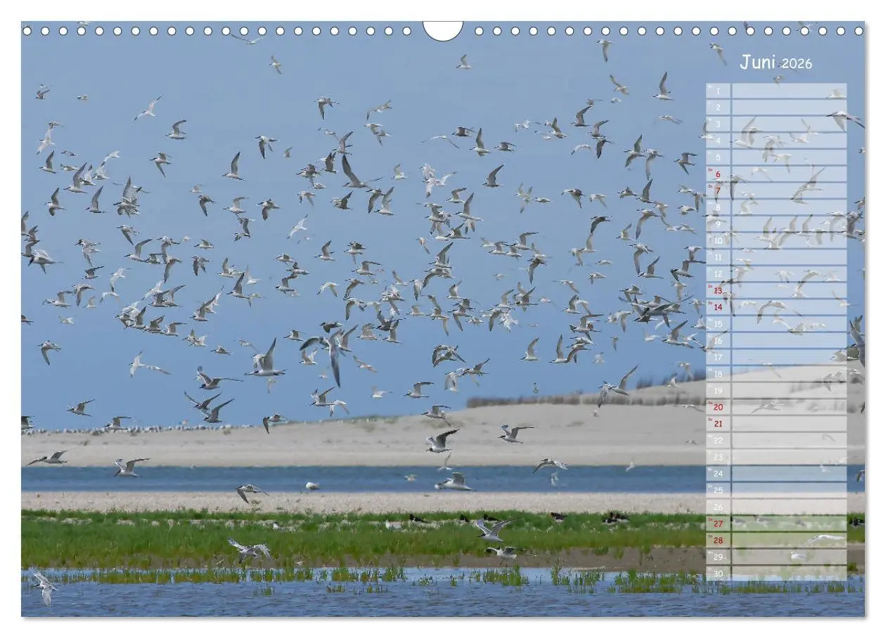 Bild: 9783457851821 | Ein Sommer auf Texel (Wandkalender 2026 DIN A3 quer), CALVENDO...
