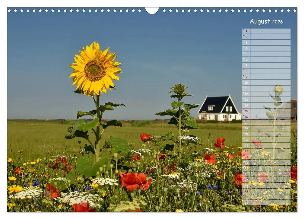 Bild: 9783457851821 | Ein Sommer auf Texel (Wandkalender 2026 DIN A3 quer), CALVENDO...