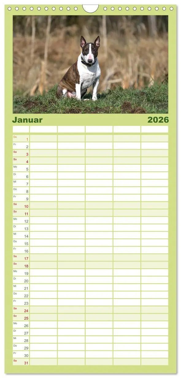 Bild: 9783516512021 | Familienplaner 2026 - Einmal Bullterrier - immer Bullterrier mit 5...