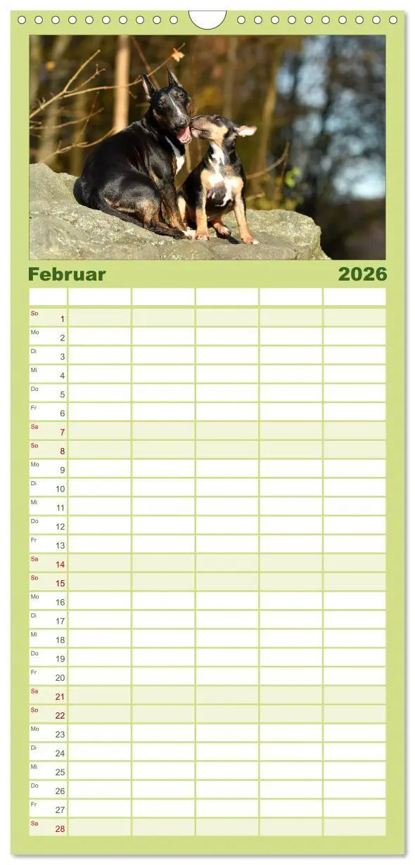 Bild: 9783516512021 | Familienplaner 2026 - Einmal Bullterrier - immer Bullterrier mit 5...