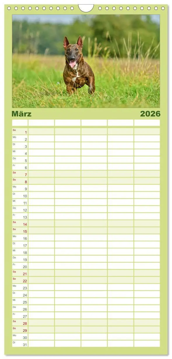 Bild: 9783516512021 | Familienplaner 2026 - Einmal Bullterrier - immer Bullterrier mit 5...